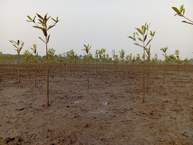 Julius Berger trees drive ecosystem recovery in Rivers, FCT